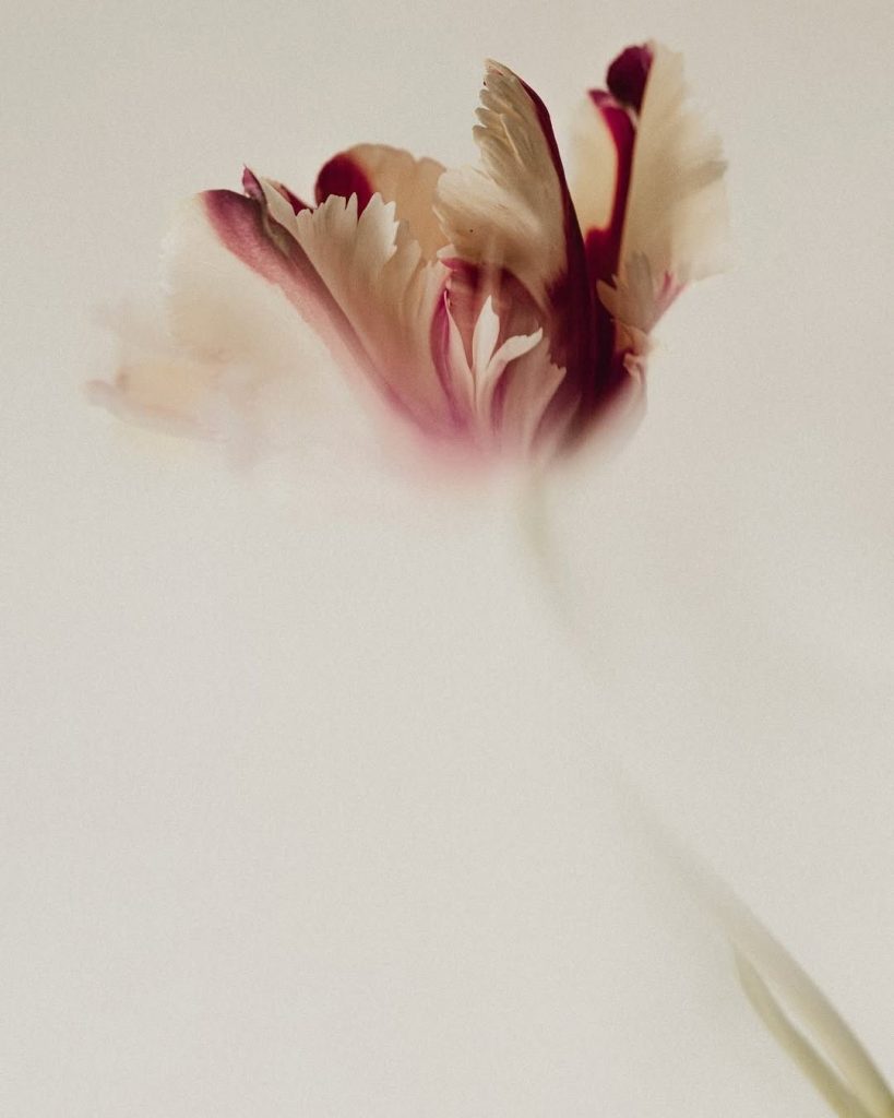 Miscarriage Counselling