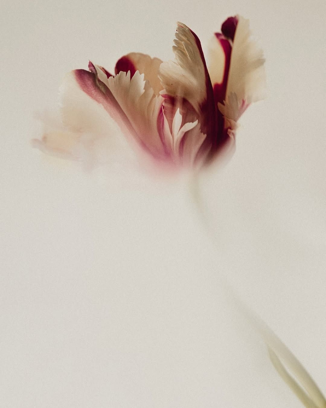 Miscarriage Counselling