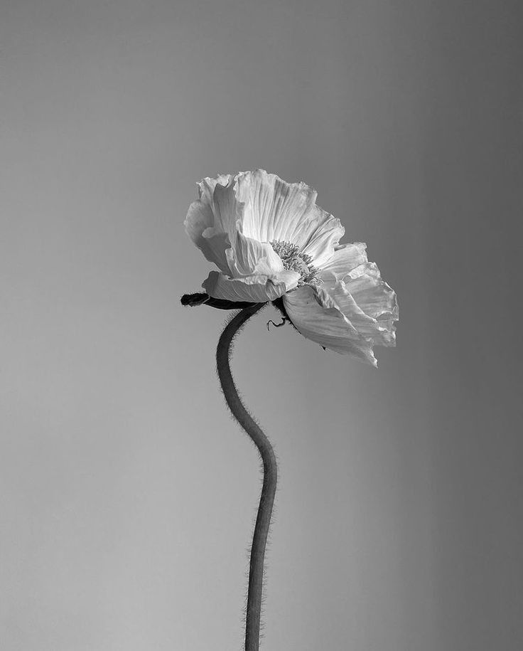 fertility grief